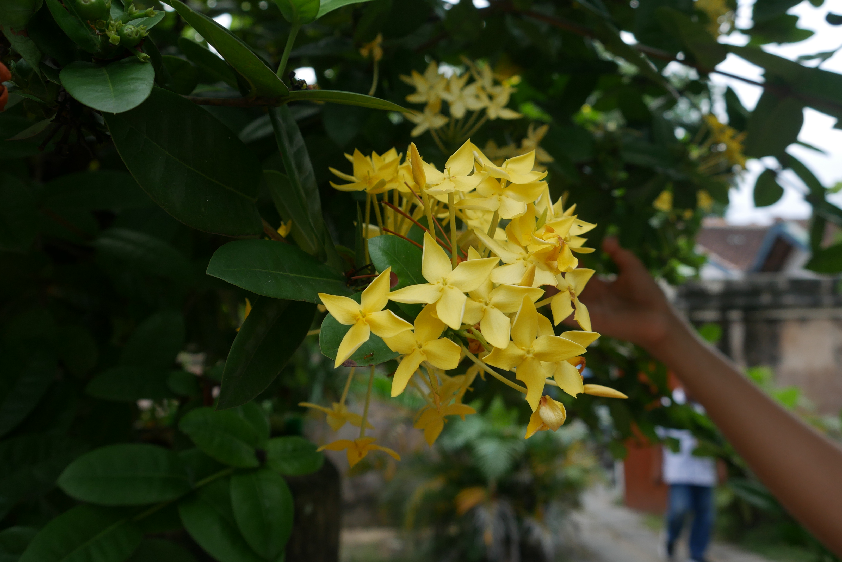 Flower