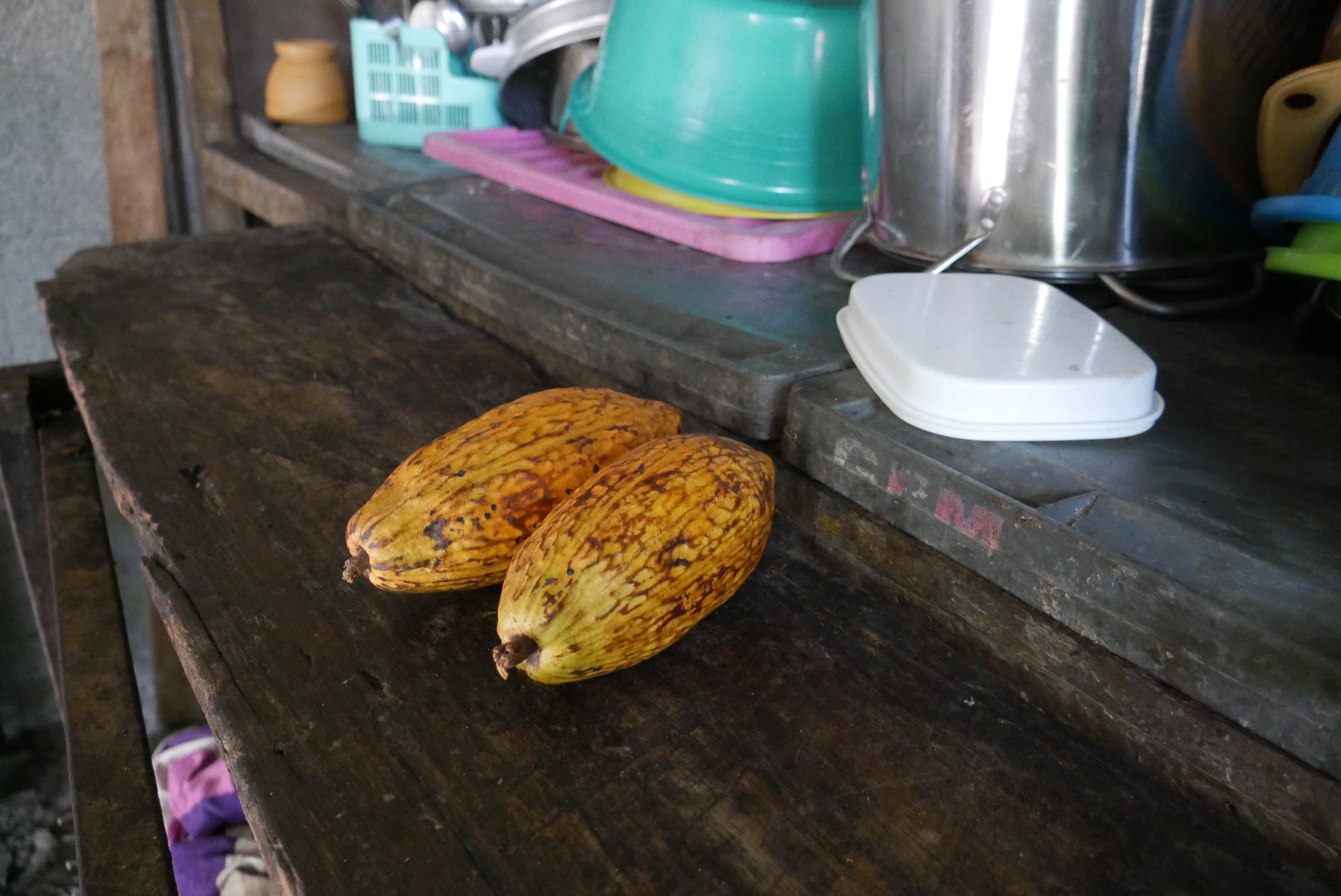 Cacao pod