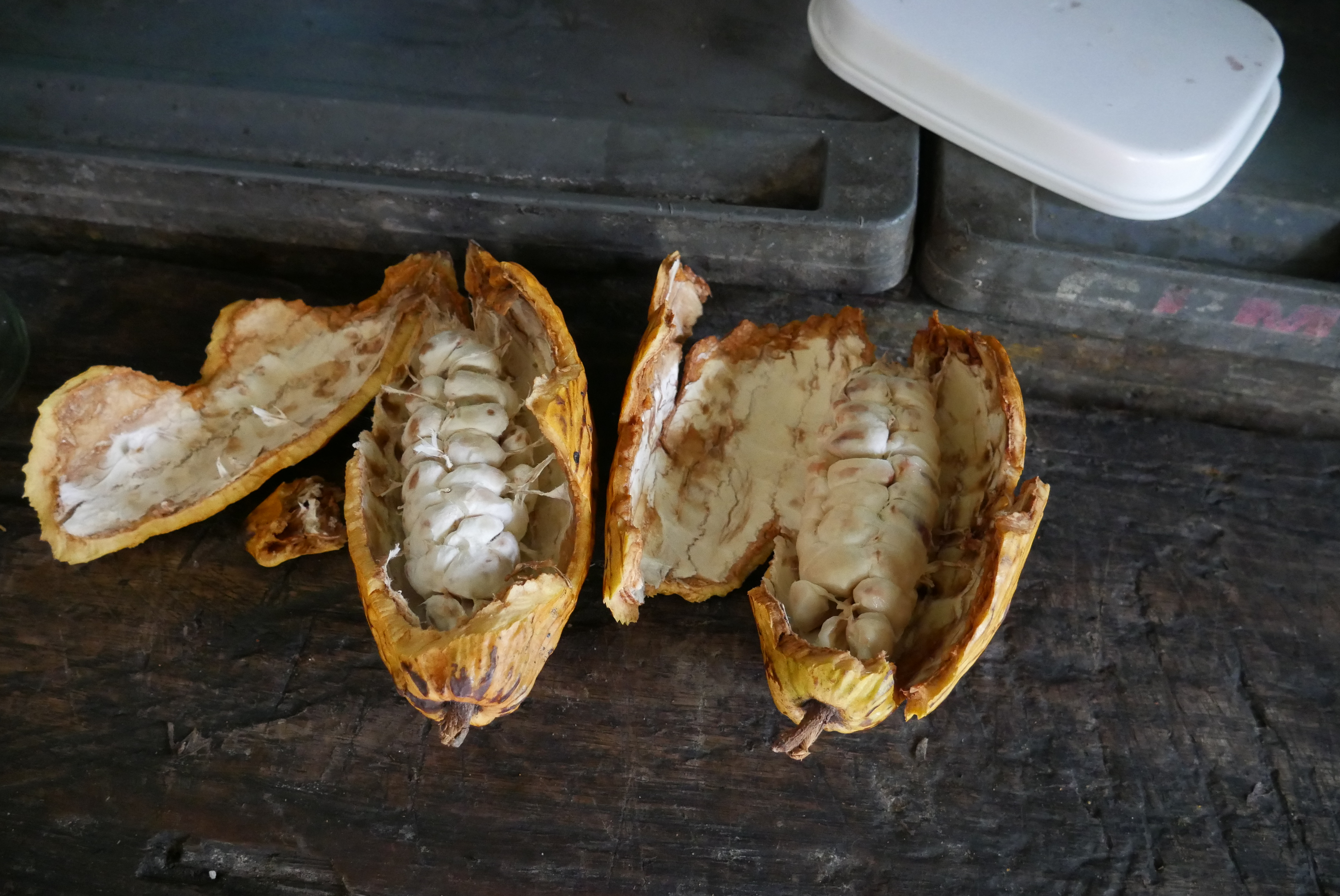 Open cacao pod