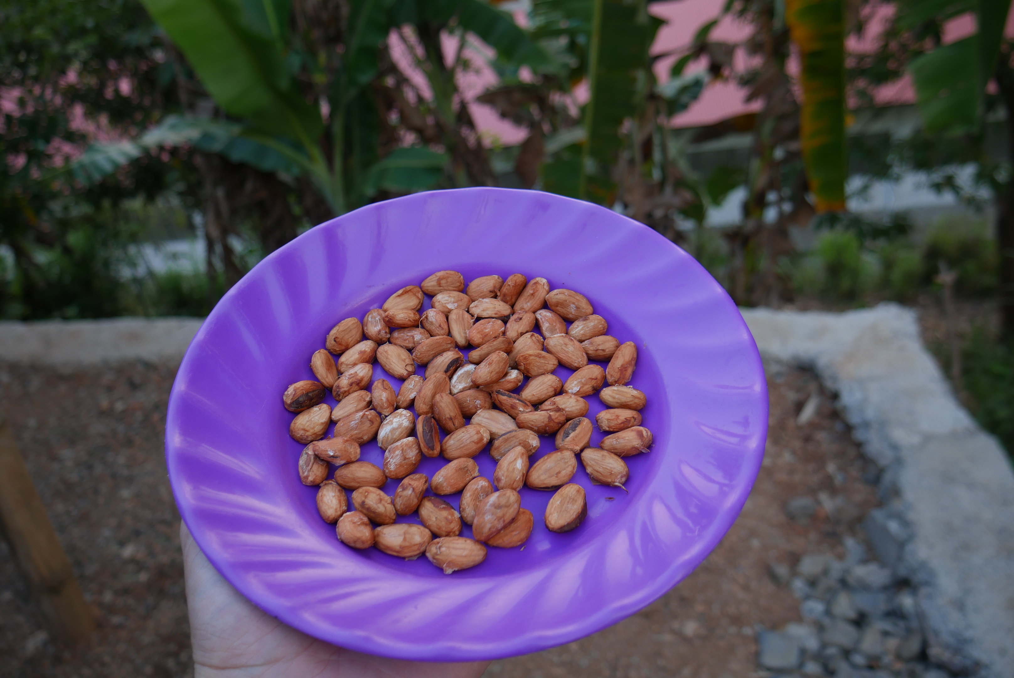 fermented and dried cacao ready to roast