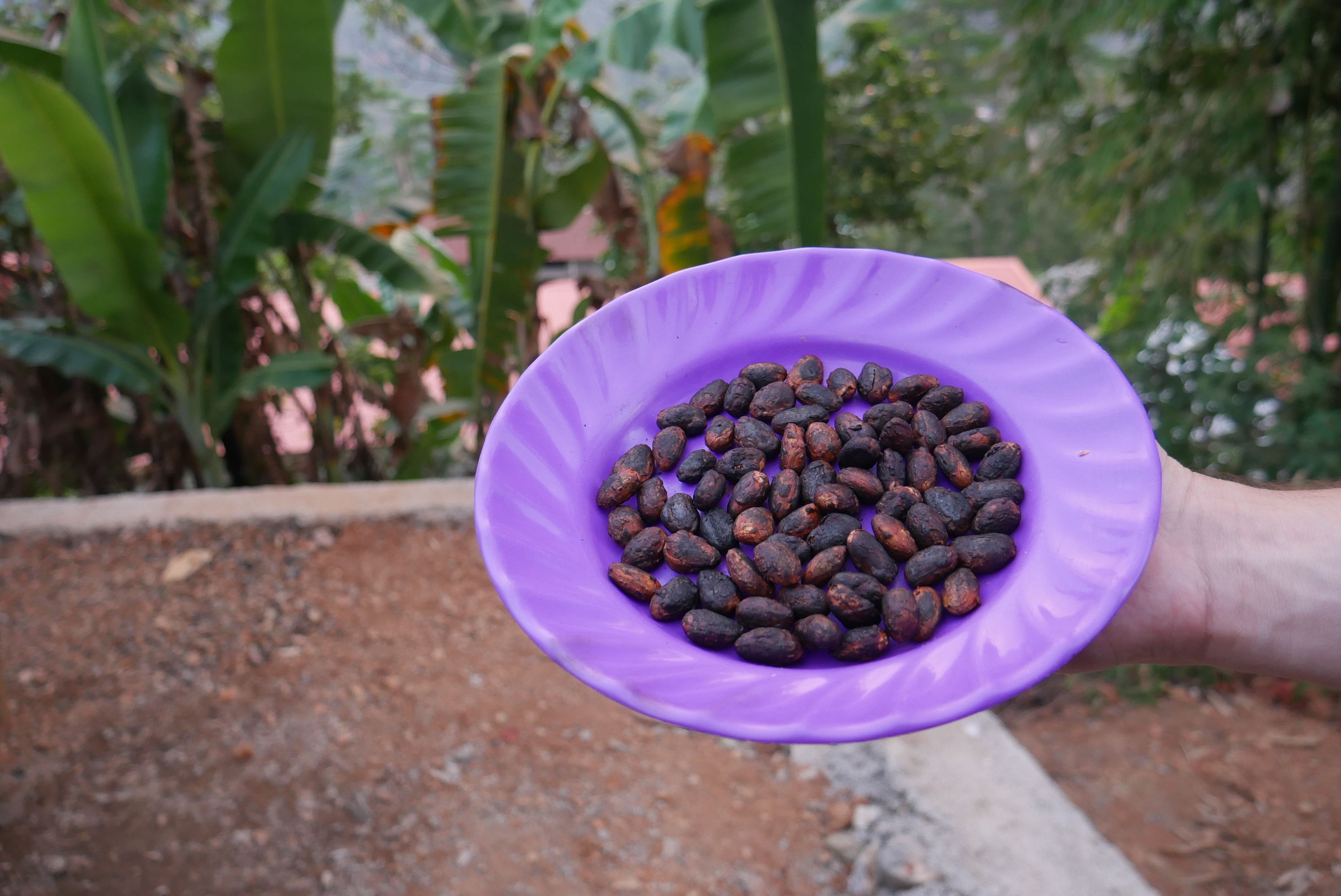 cacao