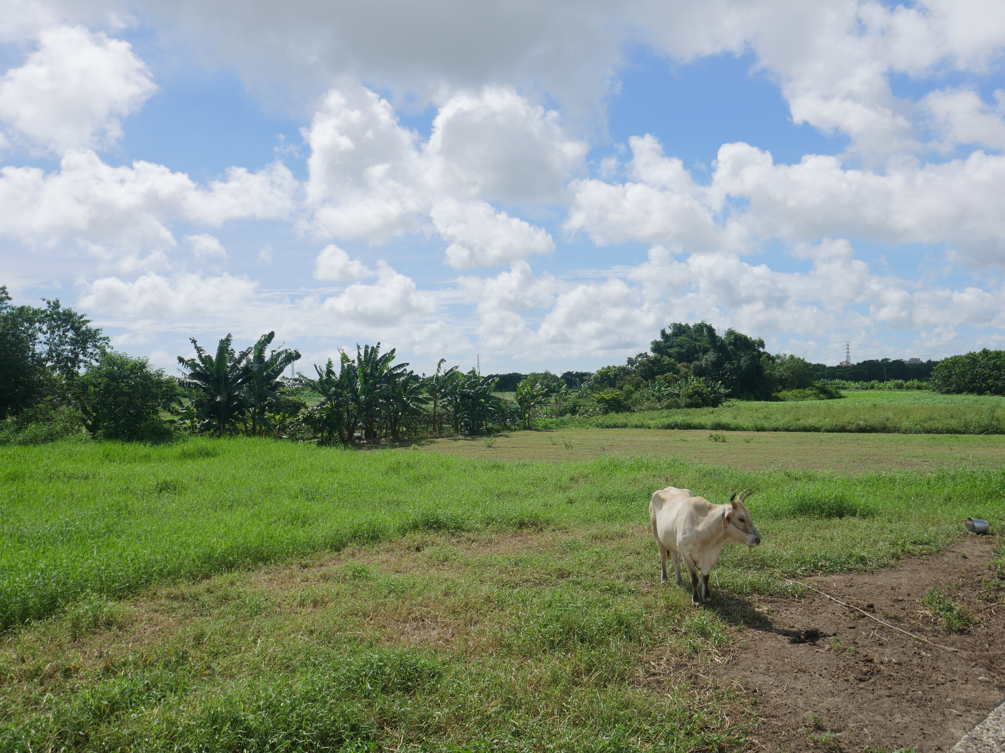 Cool cow in Taiwan countryside